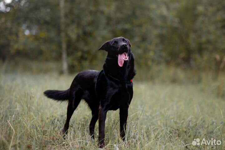 Шеф, почти лабрадор, ищет дом