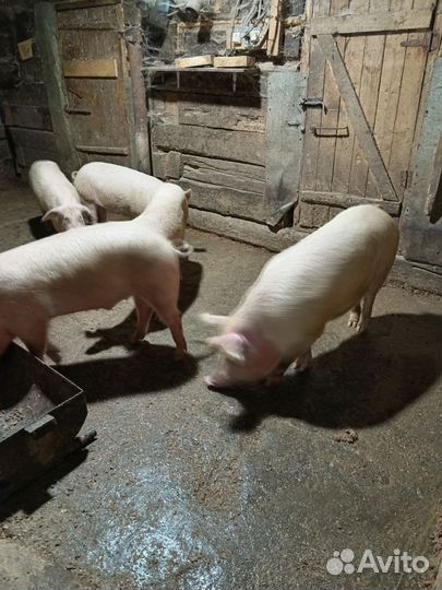 Поросенок ландрас