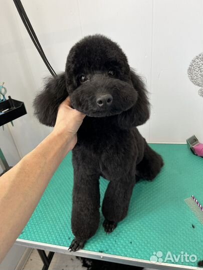 Груминг,стрижка/вычёсывание собак и кошек