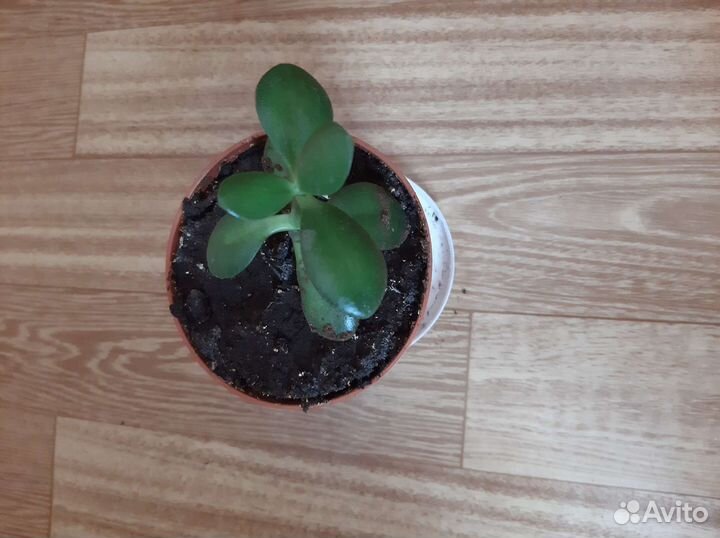 Комнатные растения