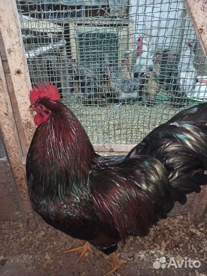 Барневельдер петух