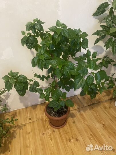 Гибискус китайская роза