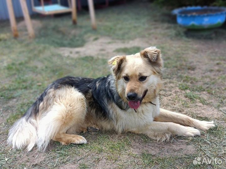 Рэкс ищет дом