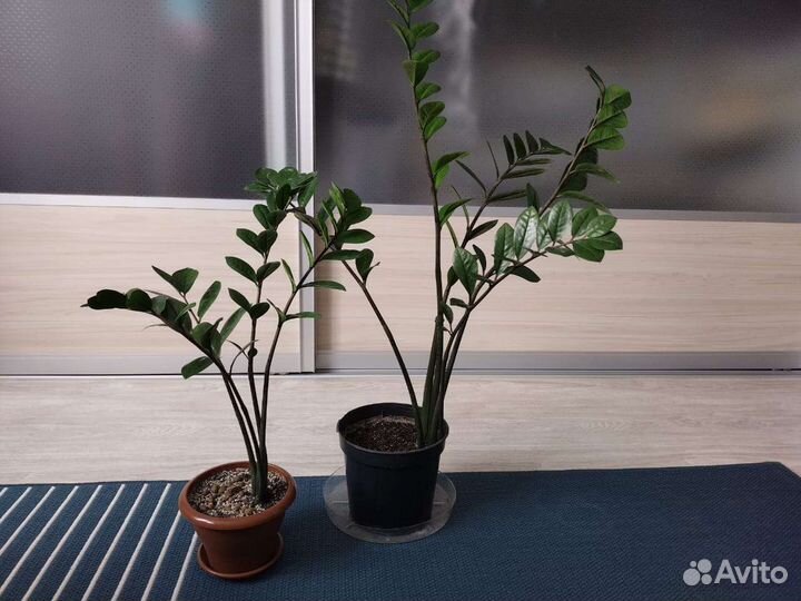 Замиокулькас