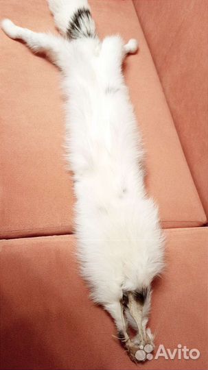 Шкурка белой арктической лисицы