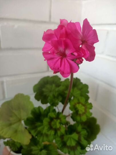 Пеларгония герань