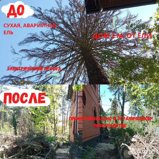 Спилить дерево. Обрезка плодовых. Садовник