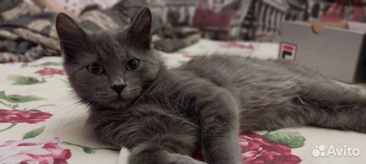 Дымчатый котенок