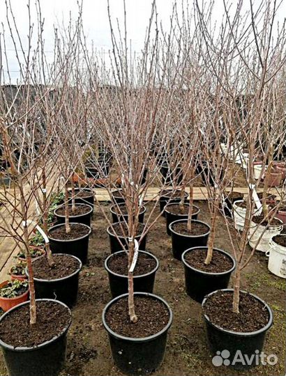 Саженцы черешня Чёрный принц