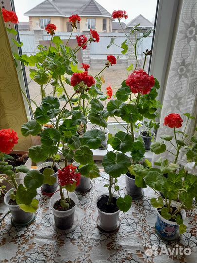 Пеларгония герань