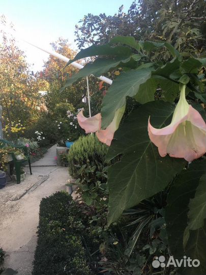 Бругмансия