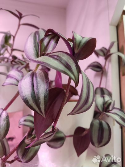 Традесканция зебрина