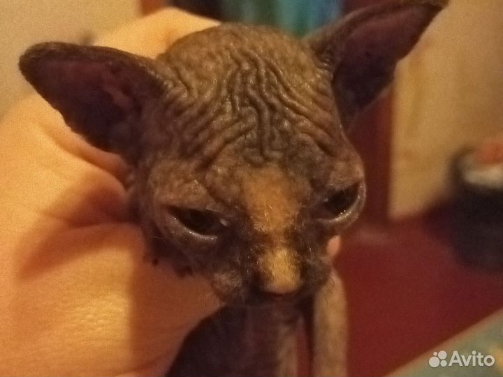 Канадский сфинкс котенок