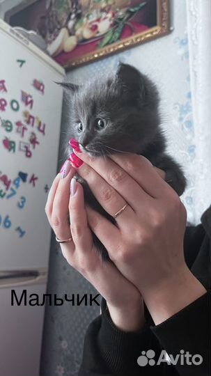 Бесплатно в добрые руки