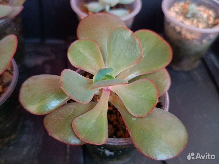 Продам суккуленты