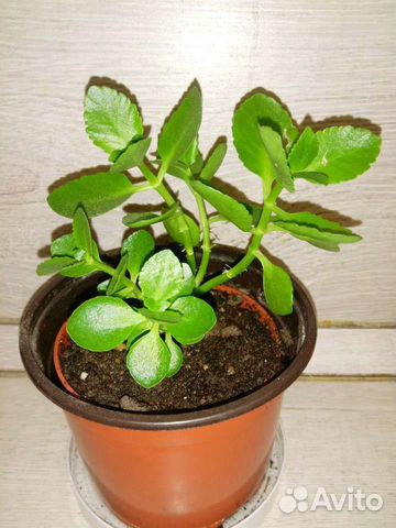 Каланхоэ в горшке