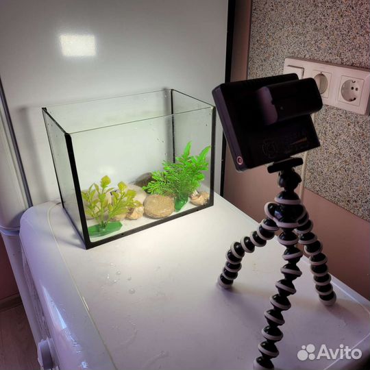 Аквариумы с ракушками, камнями, растениями