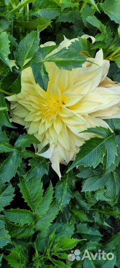 Георгины клубни