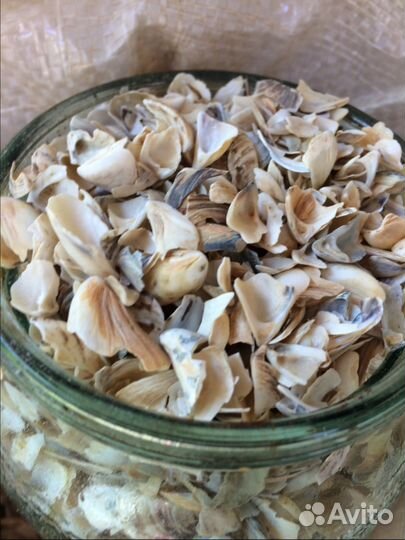 Морская ракушка