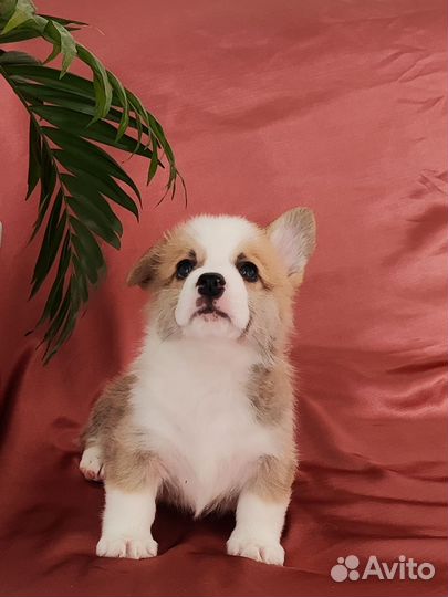 Вельш-корги пемброк