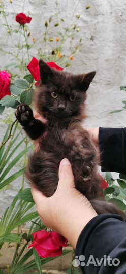 Коричневая пушистая девочка котенок