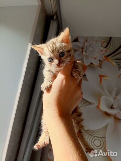 Котята бенгалы