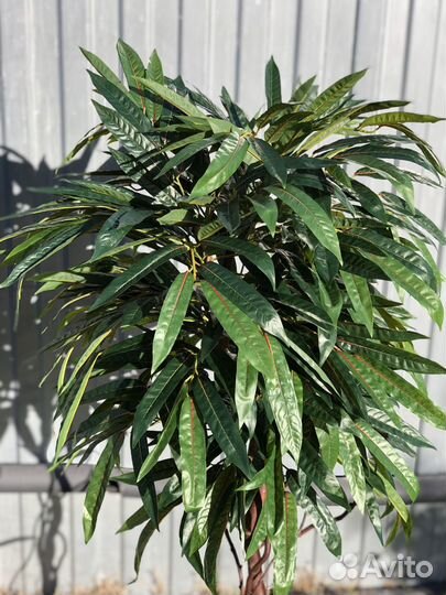 Манго интерьерный