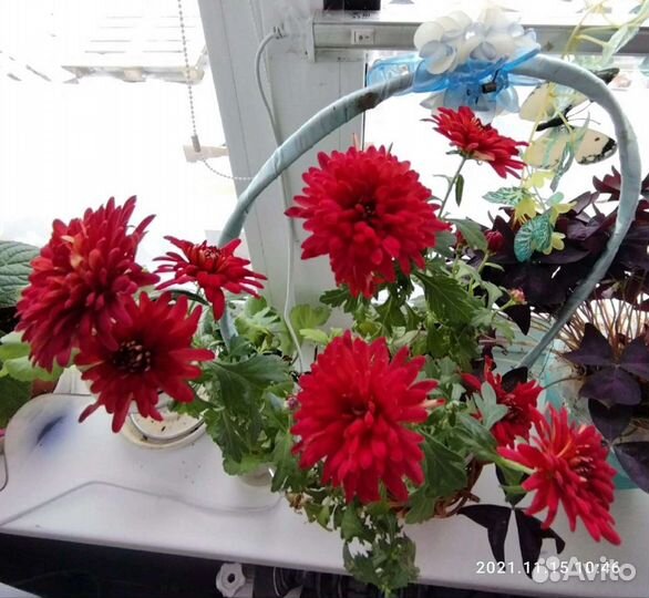 Хризантема комнатная