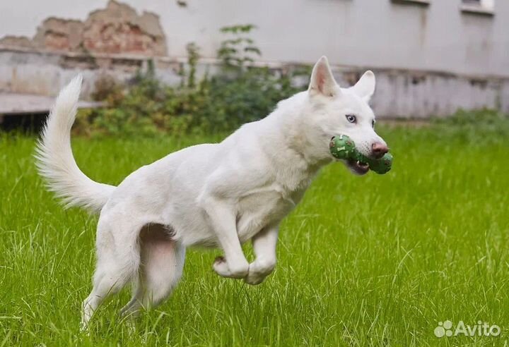 Домашняя индивидуальная передержка-отель для собак