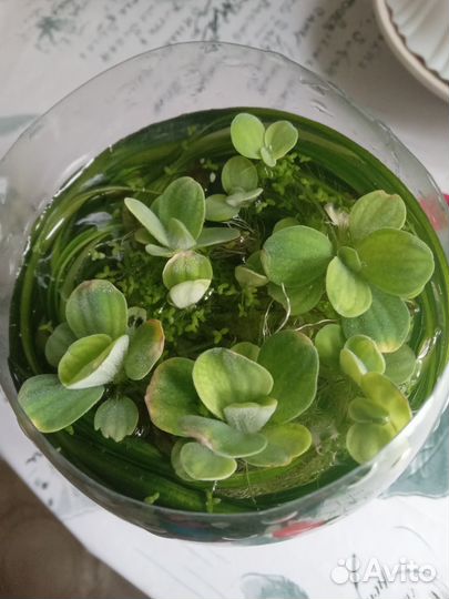 Водоросли для аквариума, цена за банку