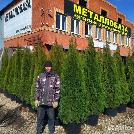 Туя смарагд 0,8-2,4 м