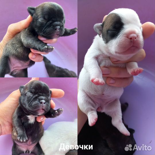 Французский бульдог щенки