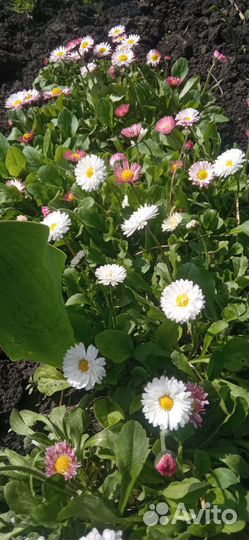 Маргаритки, примула