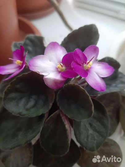 Пеларгония герань королевская, педилантус,фиалка