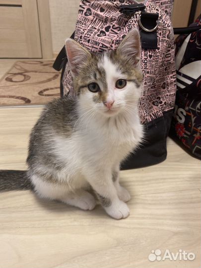 Котенок мальчик бесплатно