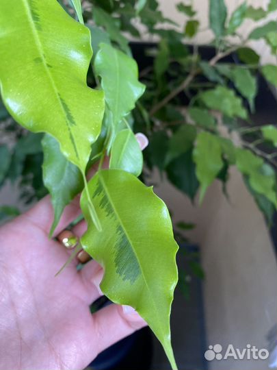 Фикус бенджамина