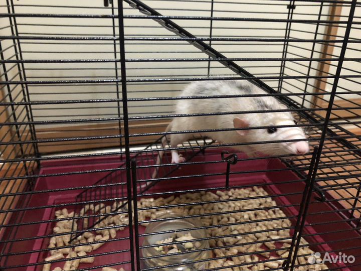 Крыса мальчик