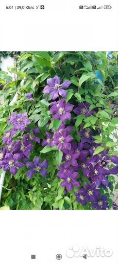 Клематис куст