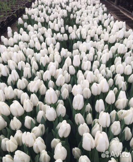 Луковицы тюльпана 12+