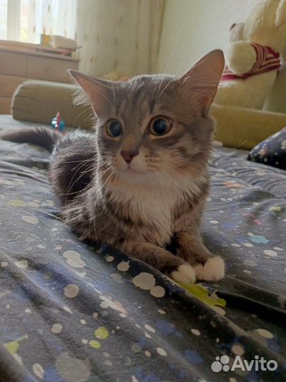 Серый-пепельный-седой кот