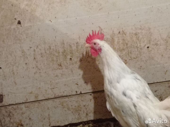 Молодые петушки