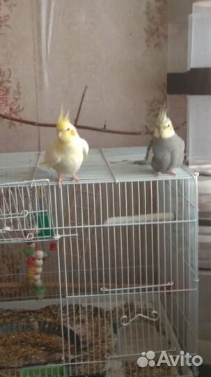 Попугай корелла с клеткой