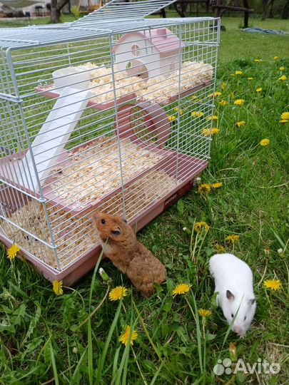 Серийские хомяки с клеткой