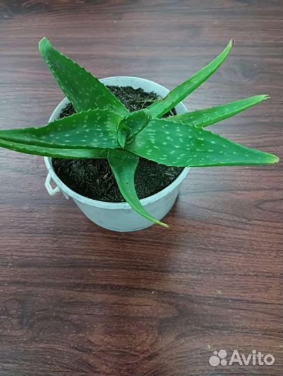 Алоэ Вера растение