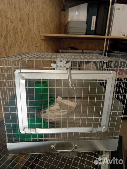 Брудер для цыплят