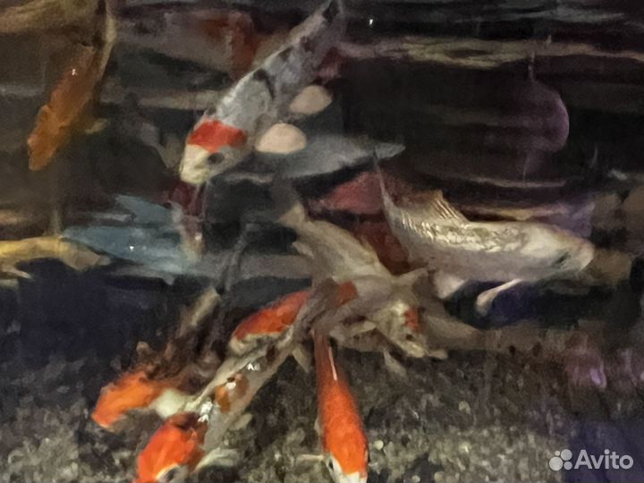 Рыба для пруда-кои