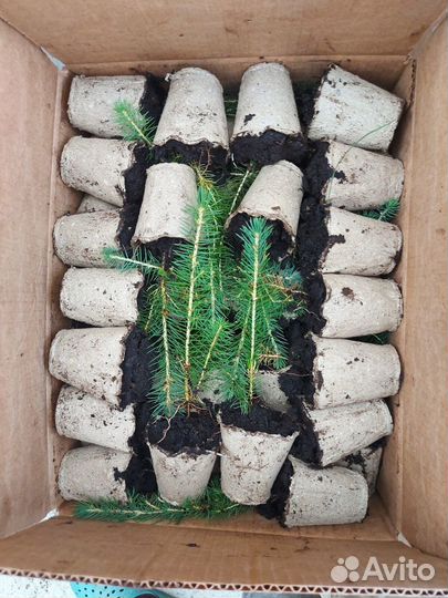 Сеянцы сосны обыкновенной окс