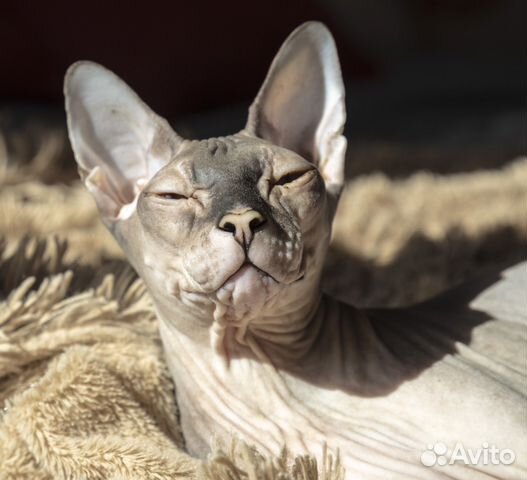 Донской сфинкс купить в Санкт-Петербурге | Животные и зоотовары | Авито