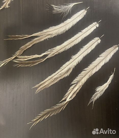 Перья страуса Эму