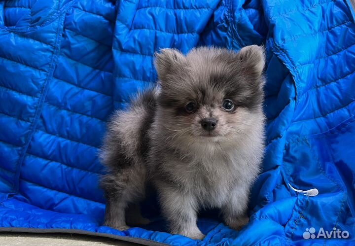 Щенки шпица. Мишутки )